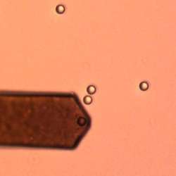 Gluing Micro Spheres On Cantilevers In Aqueous Solution
