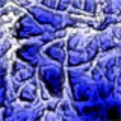 Barnacle Cement Nanostructure Imaged Under Physiological Conditions