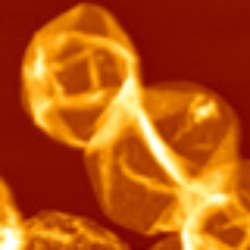 Exploring Novel Polyelectrolyte Capsules With Atomic Force Microscopy