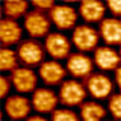 High Resolution Imaging With The Nano Wizard Bio Afm